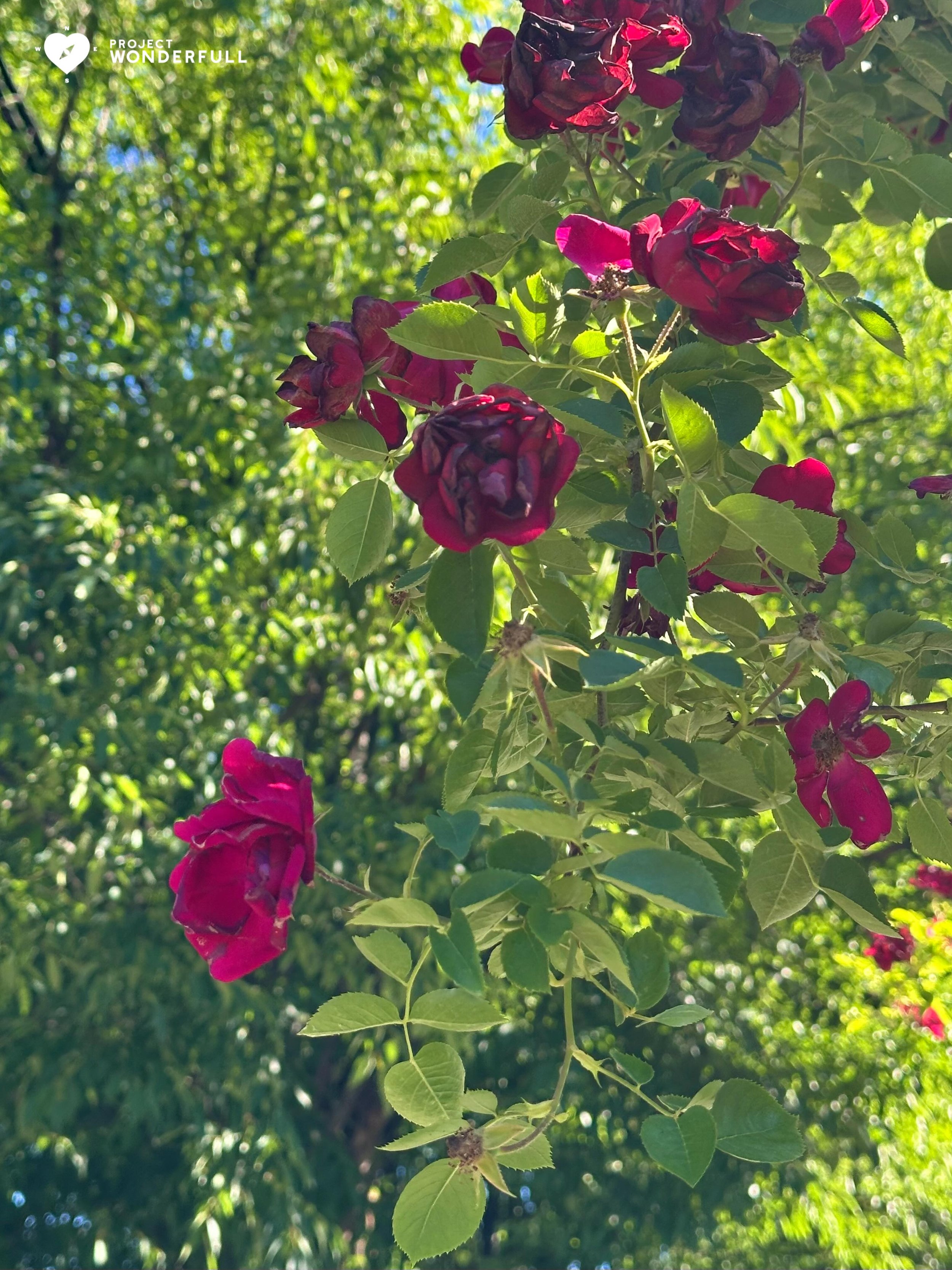 &ldquo;The rose is without an explanation; she blooms, because she blooms.&rdquo; - Angelus Silesius
#beautyheals 

Today&rsquo;s WonderFULL: A Patch of Rose Healing

(Ridgewood, NJ)

Have a wonderFULL Tuesday!

Sarah Grace 🩵🩵 

P.S. Share this bea