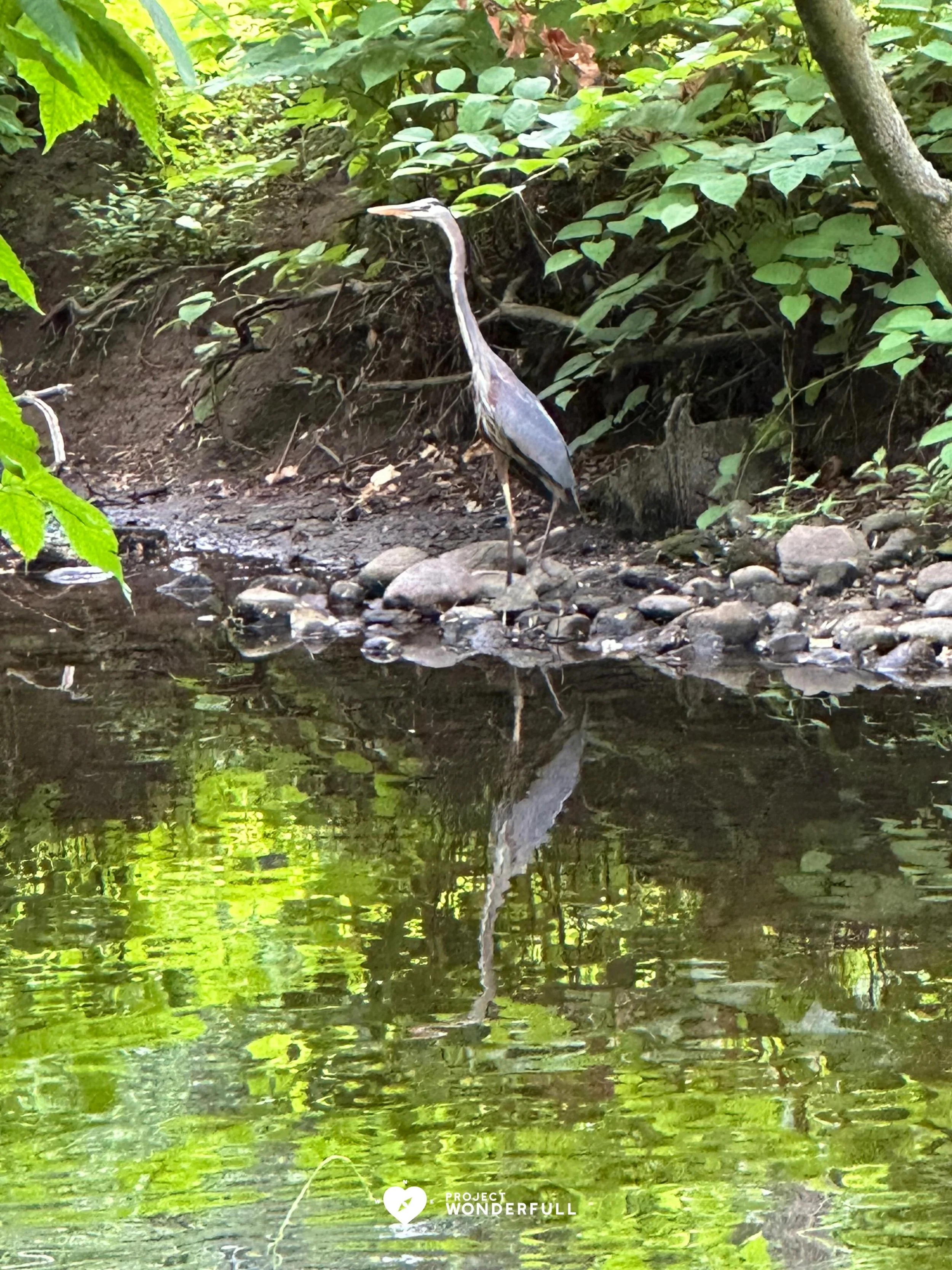 &ldquo;The present moment is filled with joy and happiness. If you are attentive, you will see it.&rdquo; - Thich Naht Hahn 
#beautyheals 

Today&rsquo;s WonderFULL: Heron Reflections

(Ridgewood, NJ)

Have a wonderFULL Thursday!

Sarah Grace 🩵🩵 


