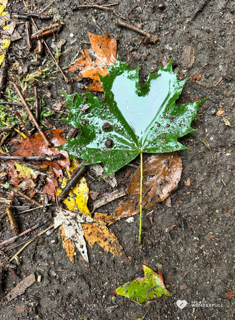 2026 Today's WonderFULL Daily Email