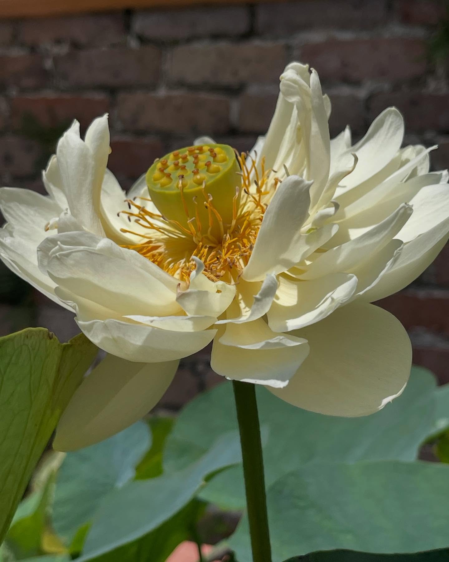 May I be like the lotus&hellip;

In my efforts to do a study of the lotus I made a trek to the botanical garden. The lotuses are blooming right now. I&rsquo;m pretty sure these are American Lotuses @neworleansbotanicalgarden ? Located front side alon