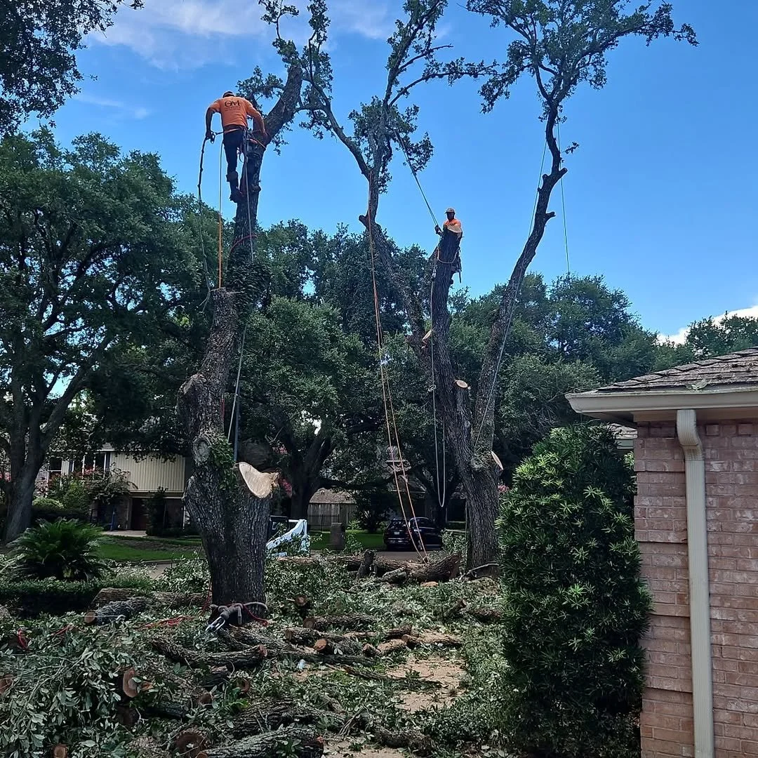 OM Tree Service gallery 4