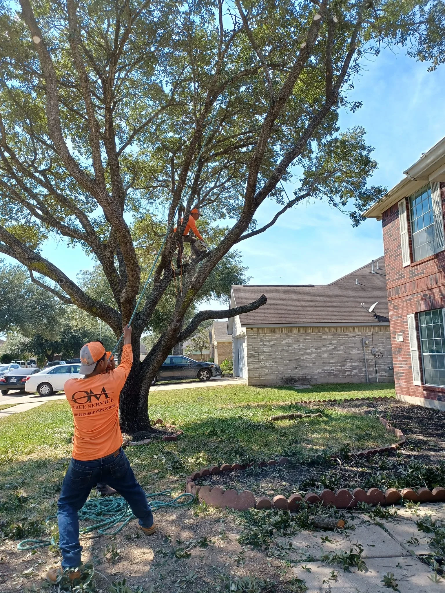 OM tree service tree trimming