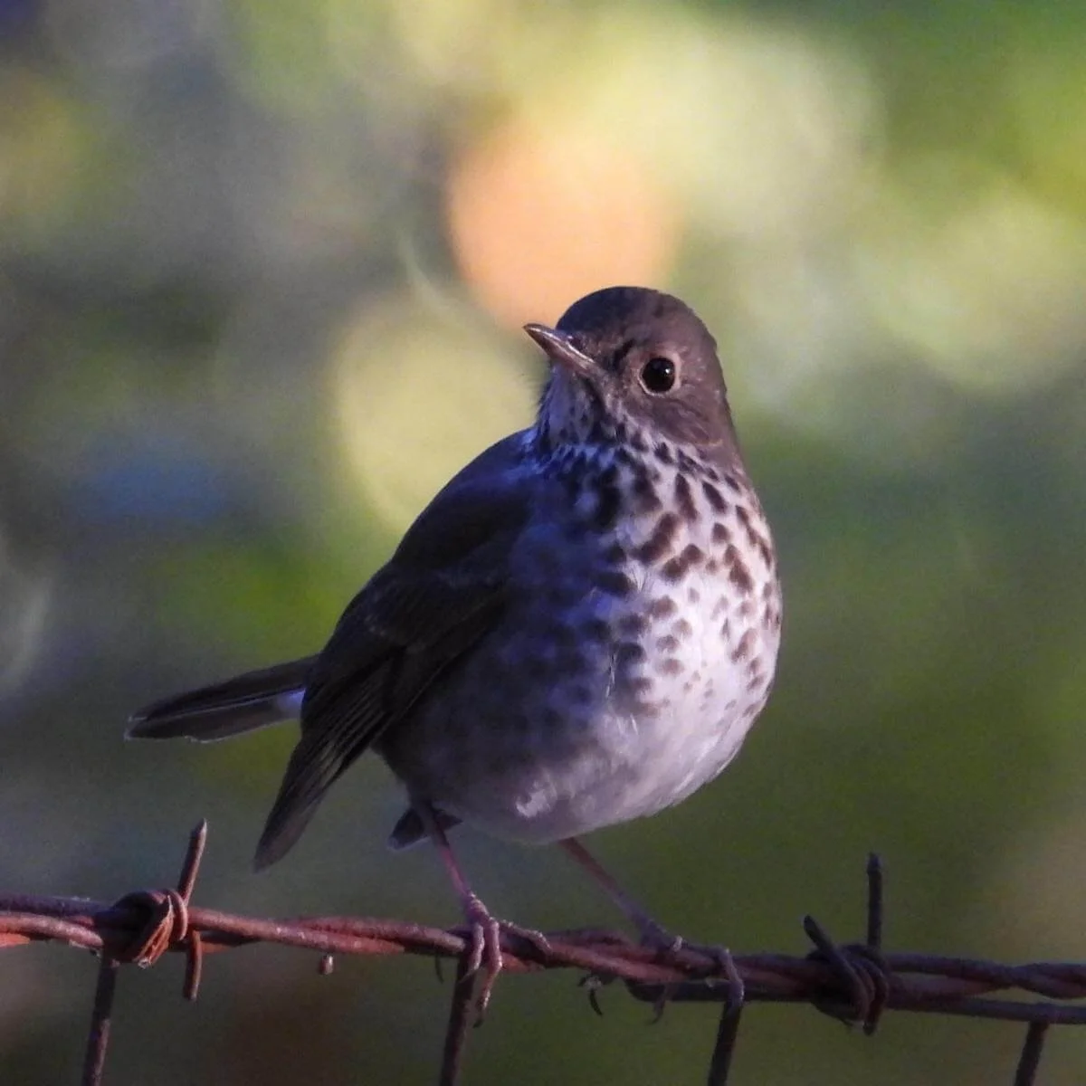 Accessible Bird Walk