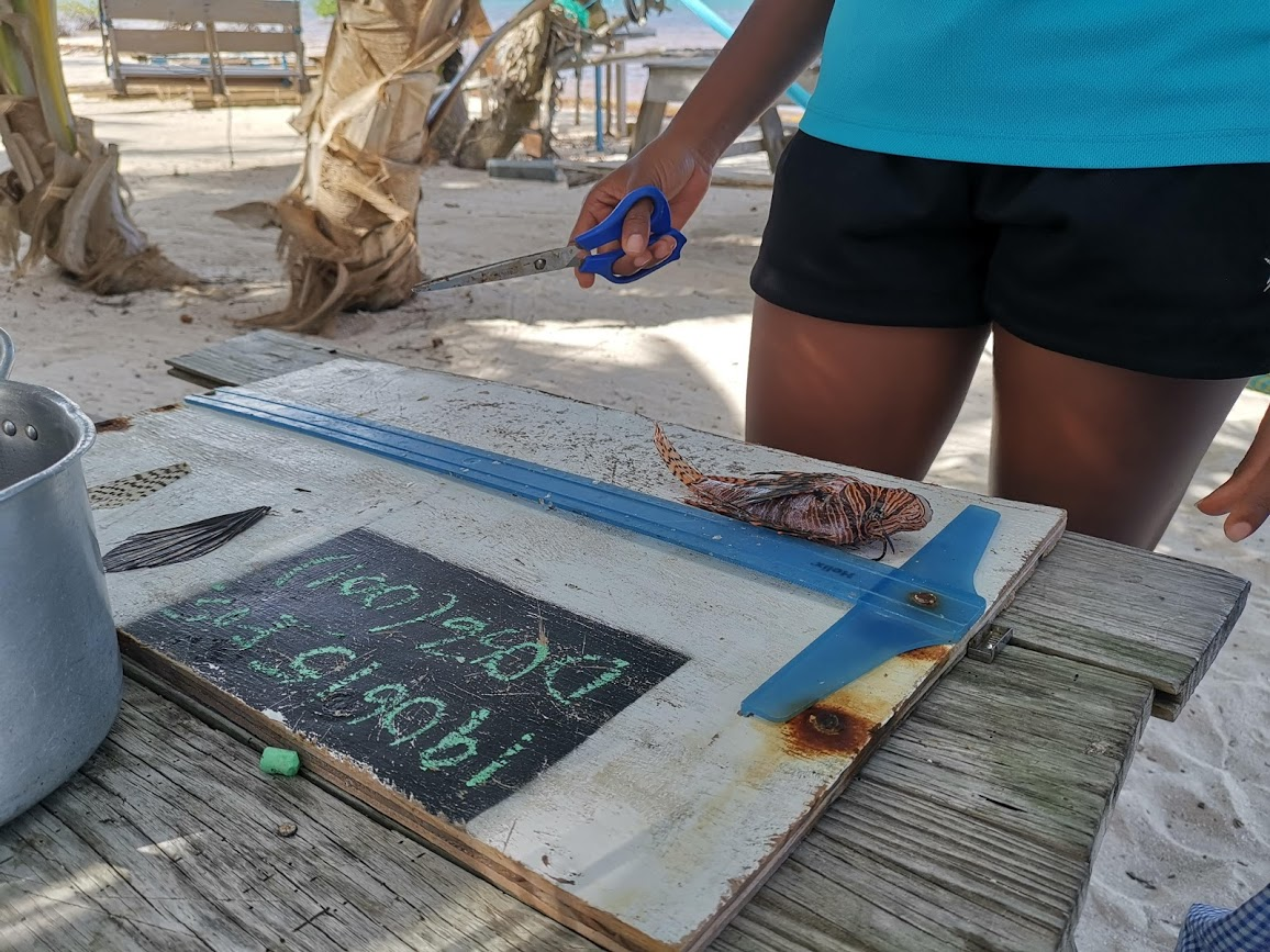 Figure 4: Examining the lionfish caught during the day.