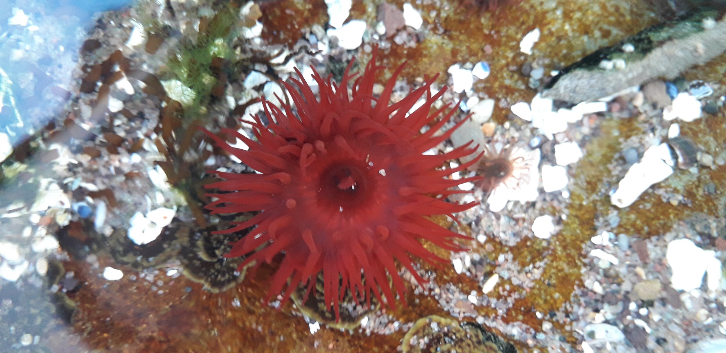 Beadlet anemone.jpg