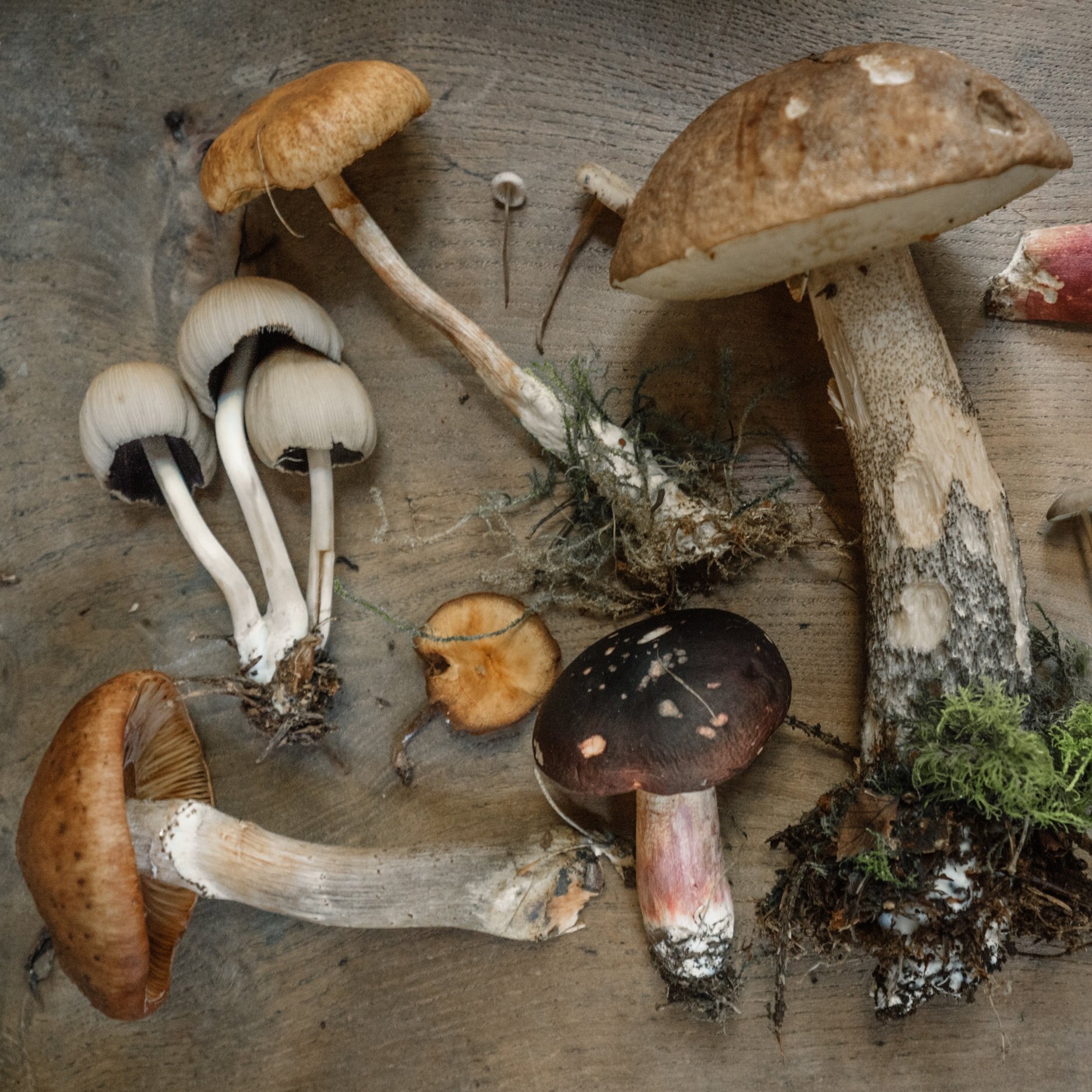 The Mycelium Revolution Is upon Us - Scientific American Blog Network