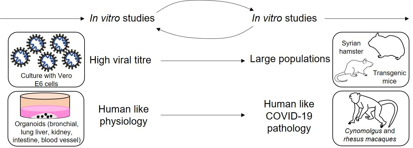 A diagram depicting in vivo and in vitro testing.