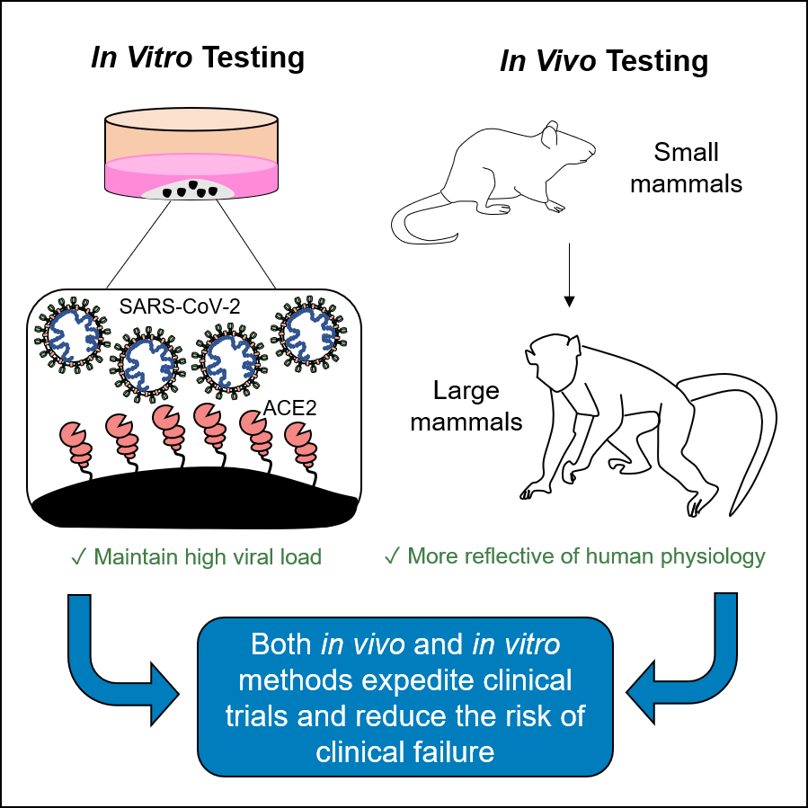 What is an In Vivo Test?
