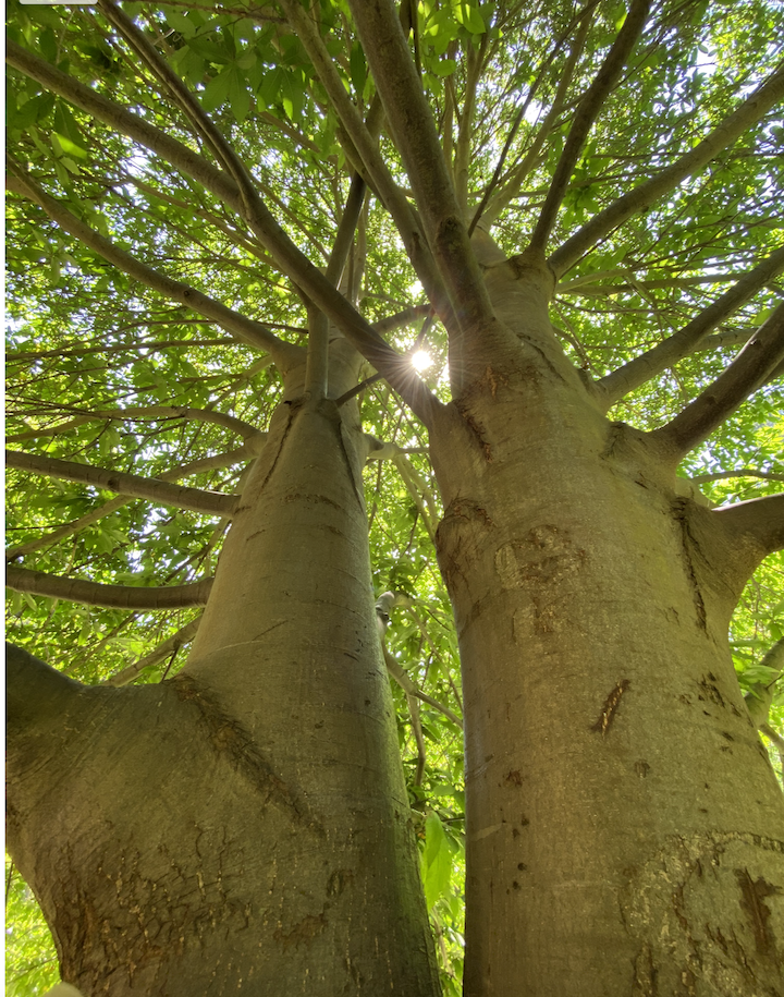 arbol MBEB.png