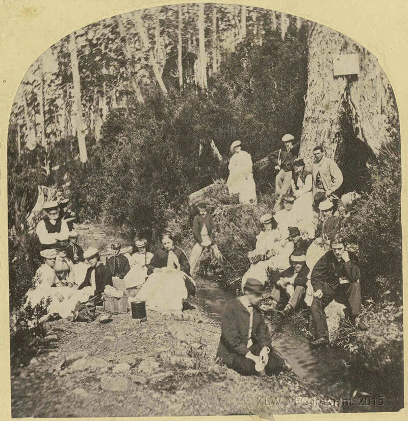 Sir John Franklin's tree