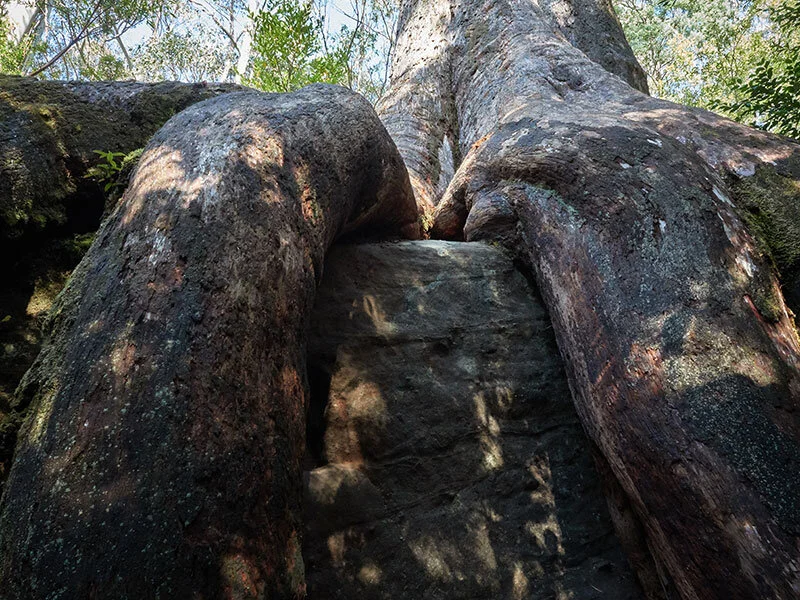 Octopus Tree