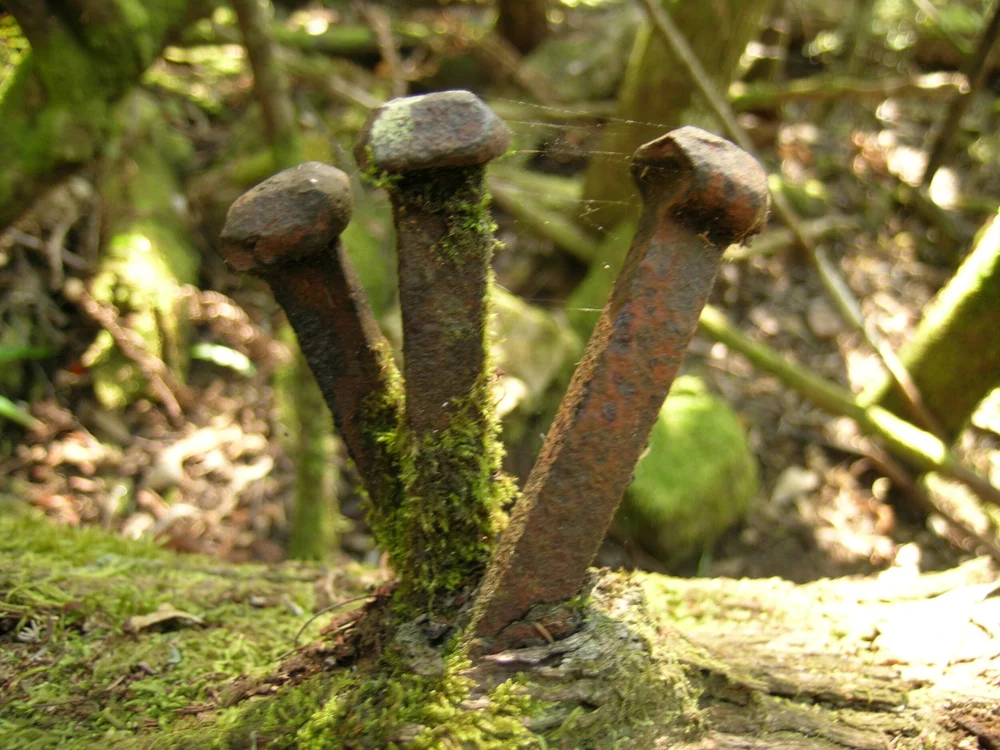 Climbing spikes used in previous photo