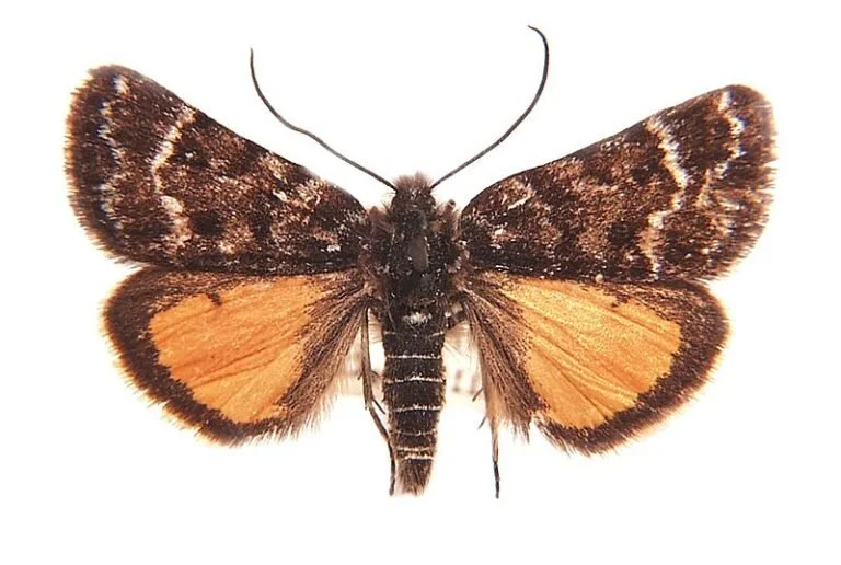 MEYRICK'S MOTH