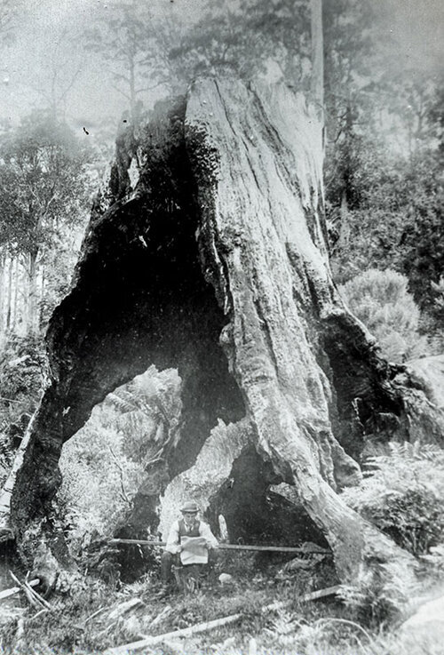 Tree shelters