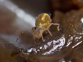 Lubbock's Springtail