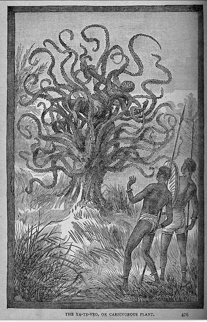 A man consumed by a Yateveo ("I see you") carnivorous tree found in both Africa and Central America,