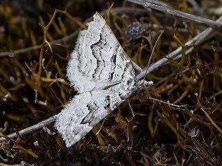 Chrysolarentia_psarodes-E_McD1-2.jpg
