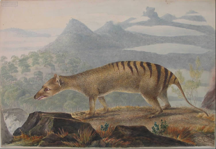 A New Animal of the Derwent