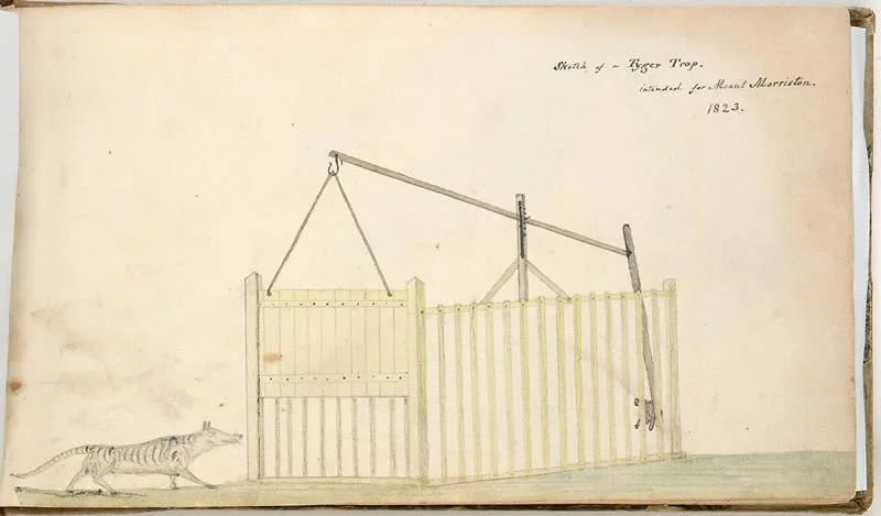 Sketch of a Tyger Trap intended for Mount Morriston