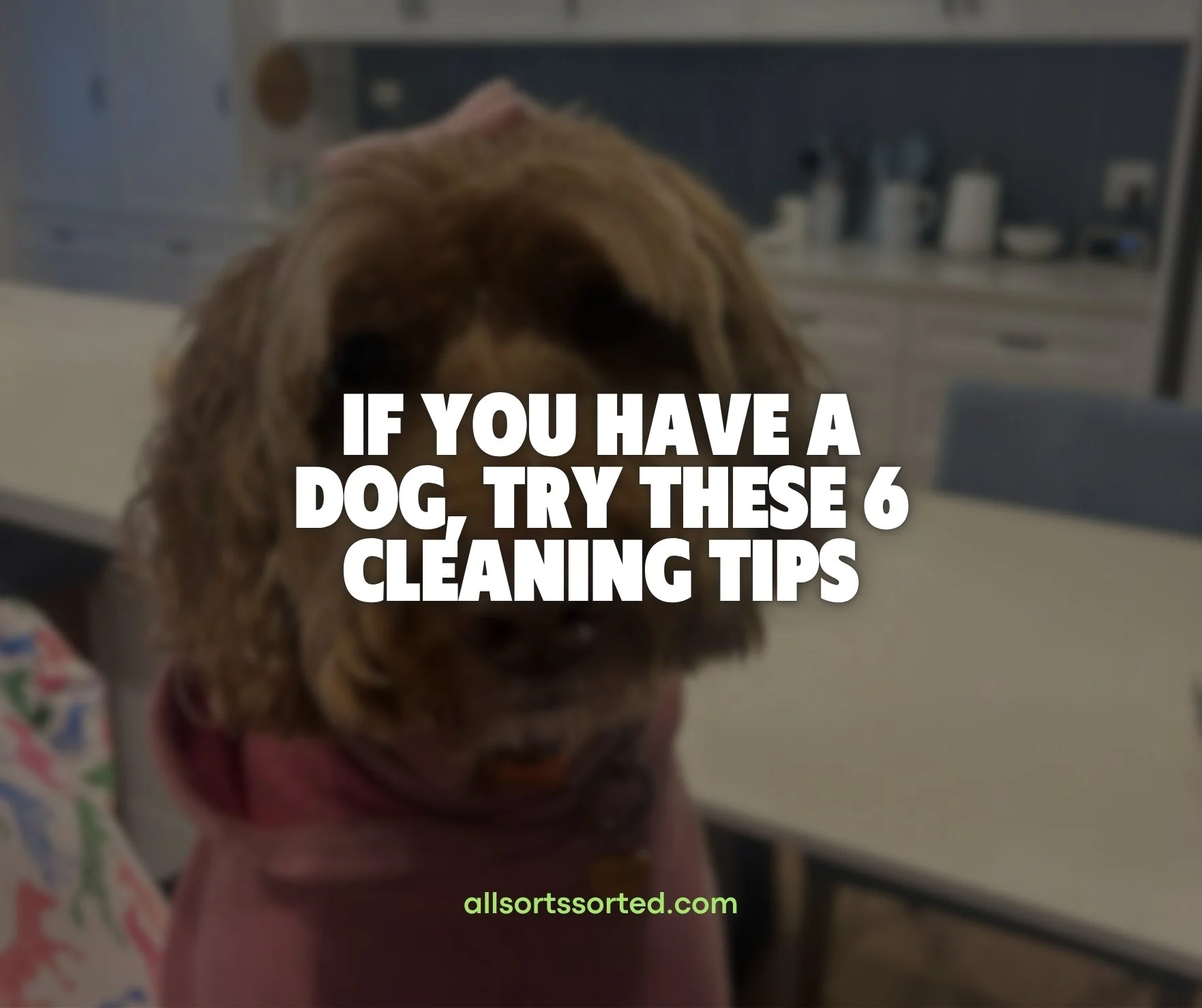 If You Have a Dog, Try These 6 Cleaning Tips