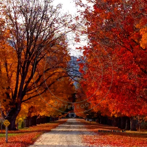 Fall leaves at Daily Mansion