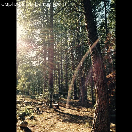 A hike through the Bitterroots