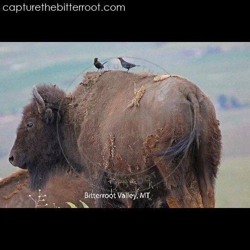 hitching' a ride
