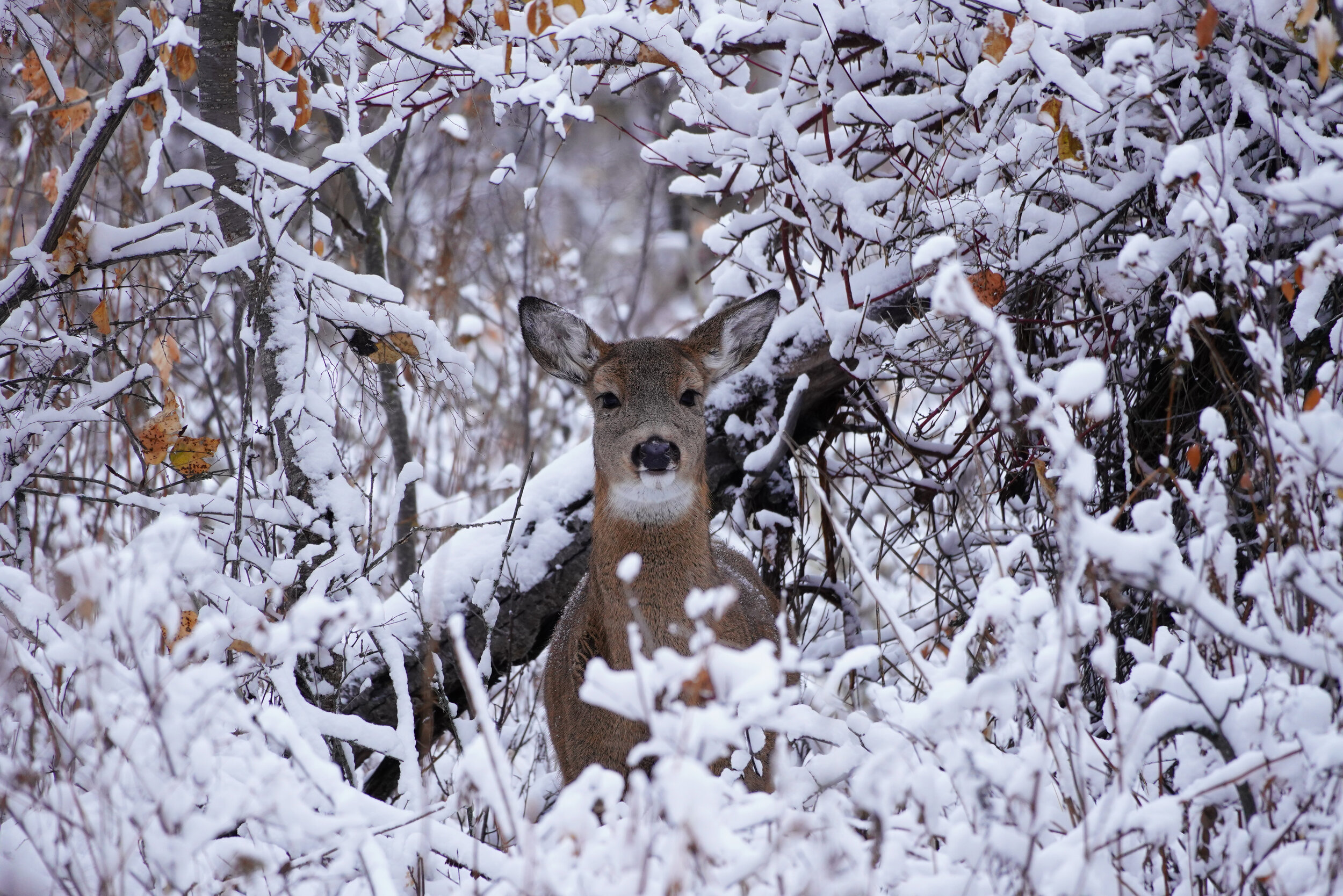 deer in the snow lights.jpg