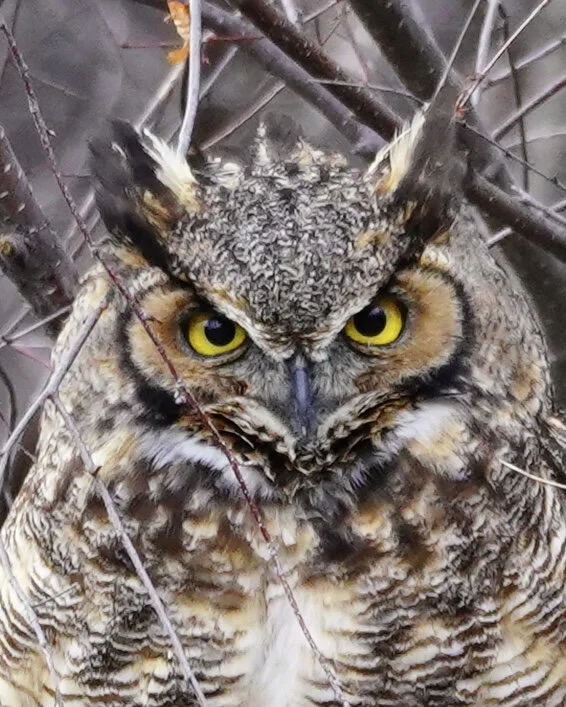 owl eyes.jpg