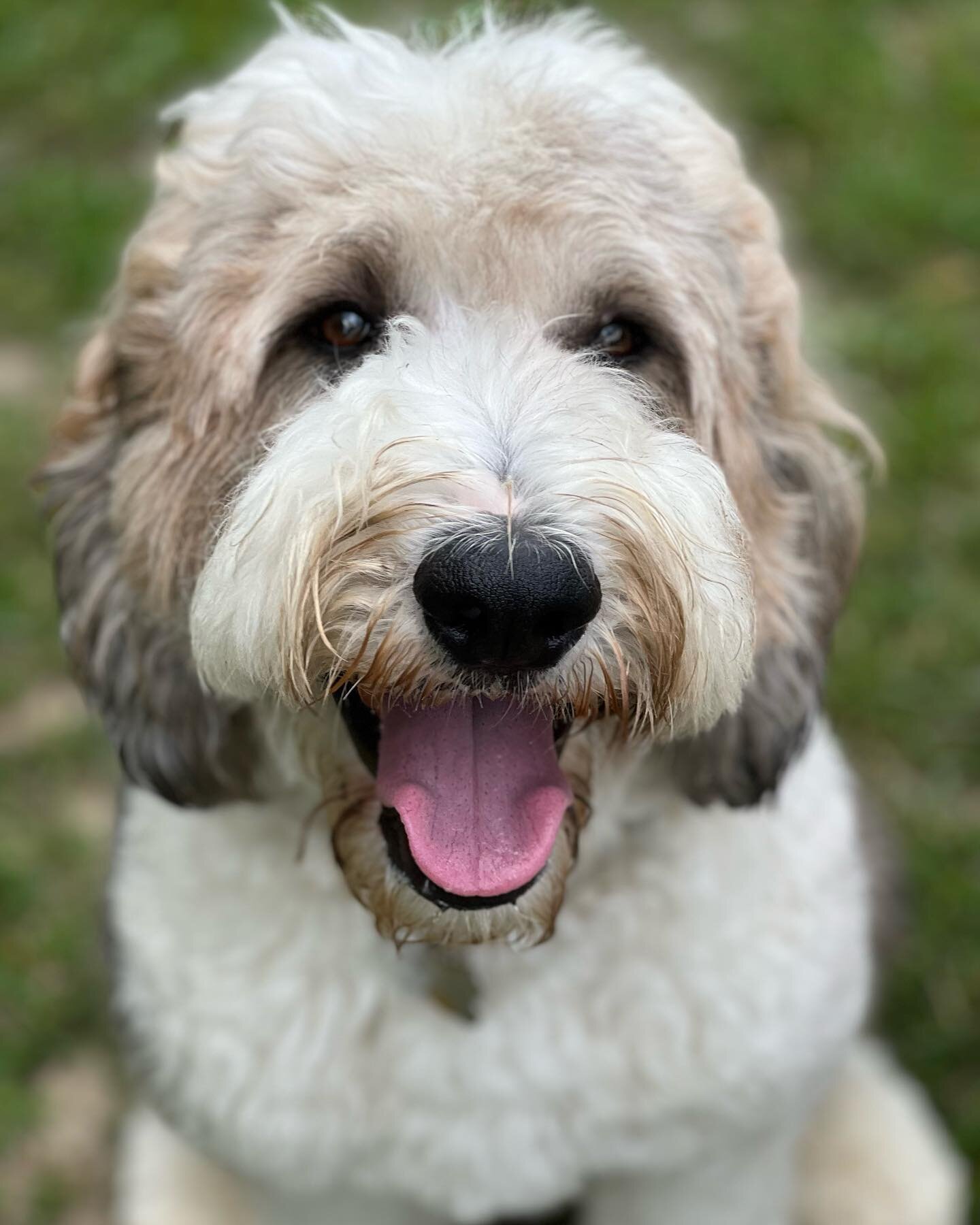 Happy 2nd Birthday to this big floofy goofball!! You&rsquo;ve been a character from the start Murph🥳