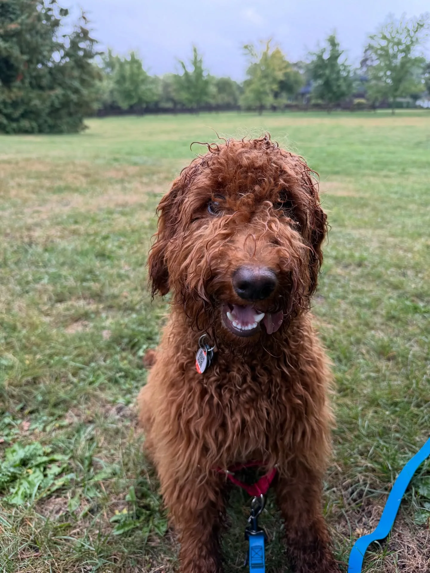 Welcome to the pack Clifford!! Clifford did such a good job during his first outing with the pack!! We&rsquo;re happy to have you!🧡