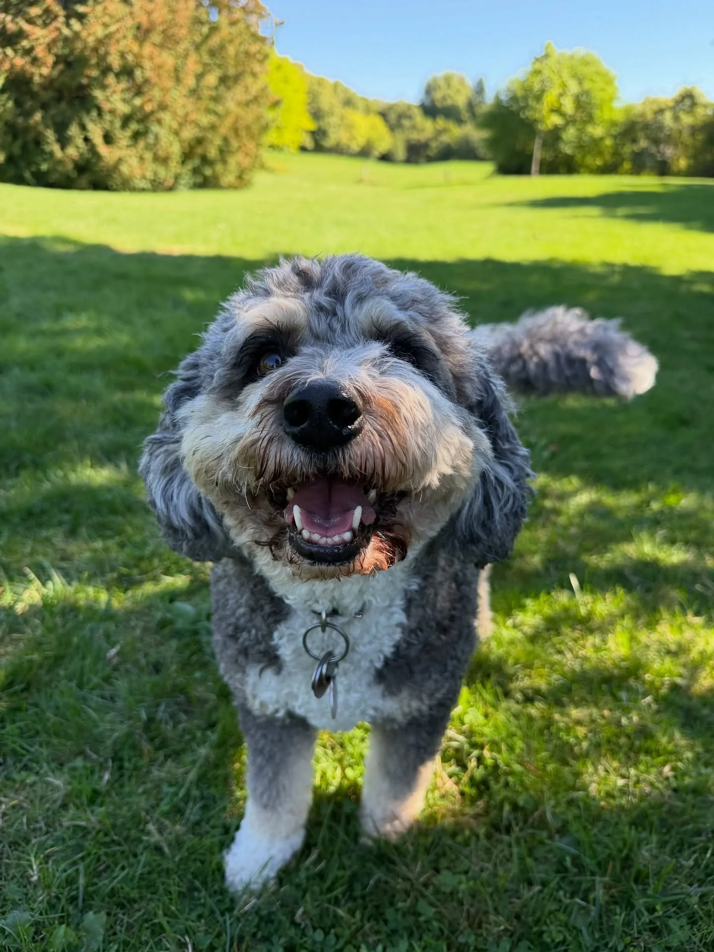 forgot to post these cuties from Mondays walkie🐕🐶🐩