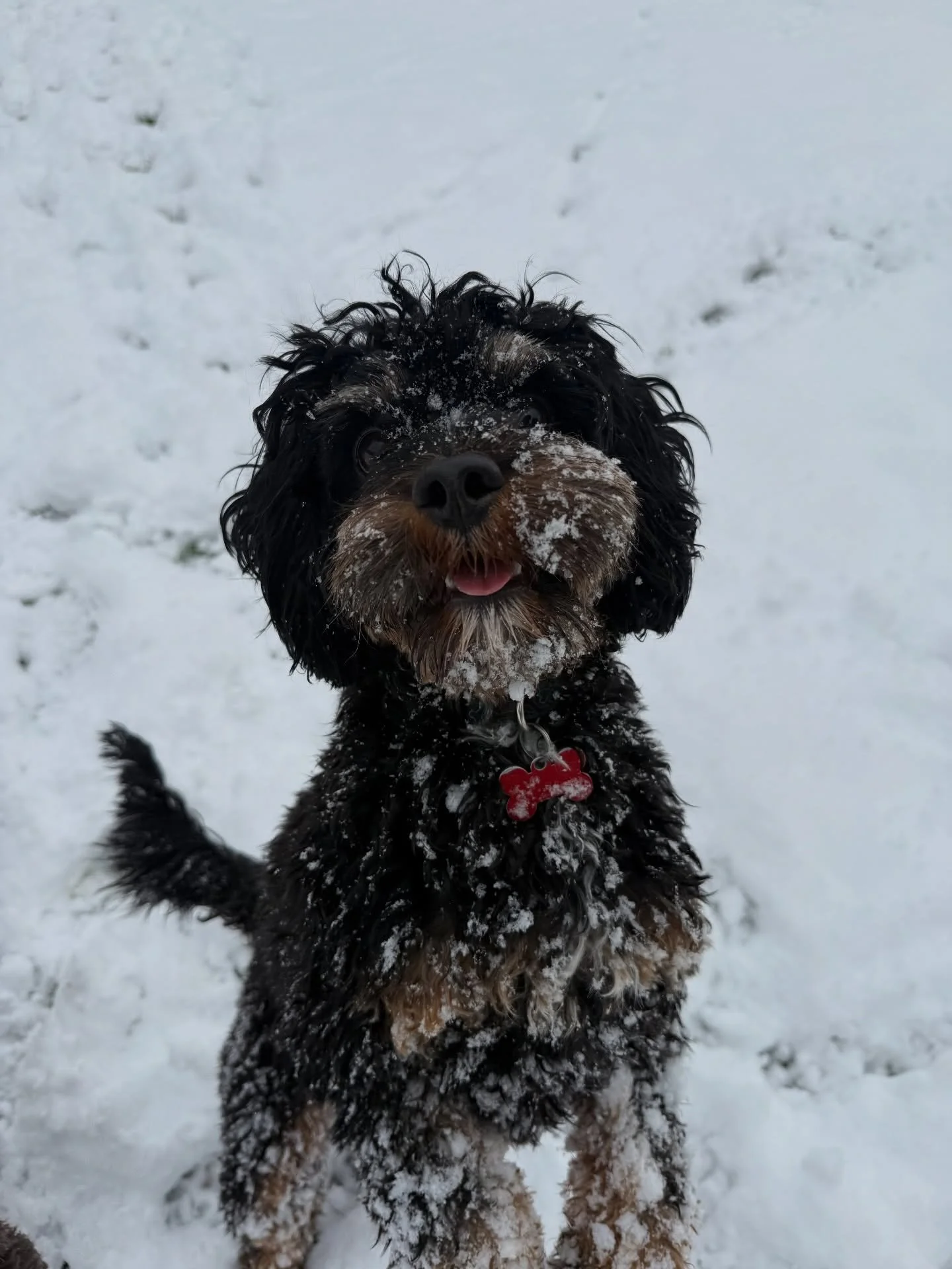 Lots of snowy faces out today!
