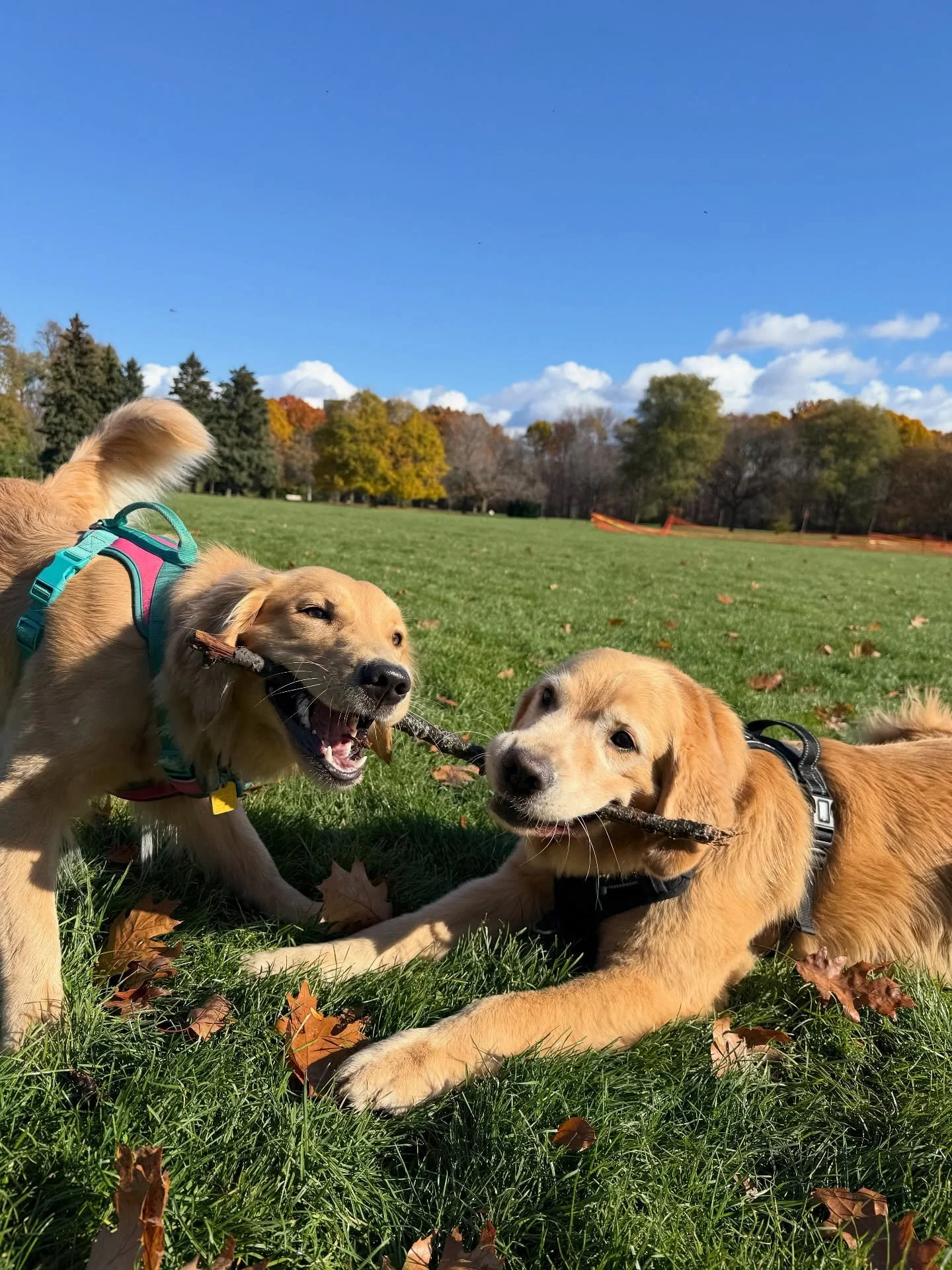 goldens sure do love to share a good sticky