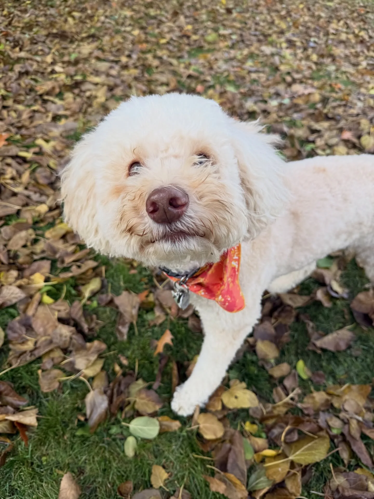 Yesterdays afternoon pups