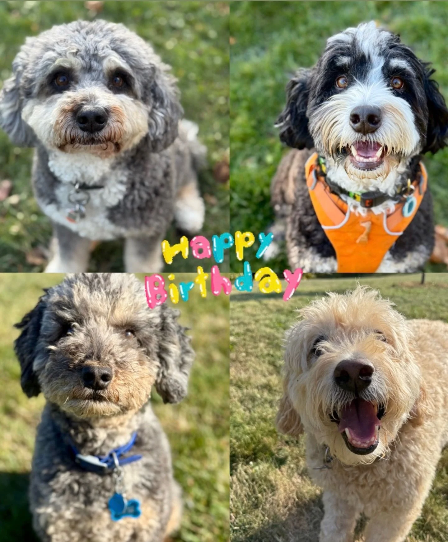 Lots of January birthdays to celebrate!! Happy birthday month  to Oakland, Bailey, Wrigley and Manny🥳🎊🎉