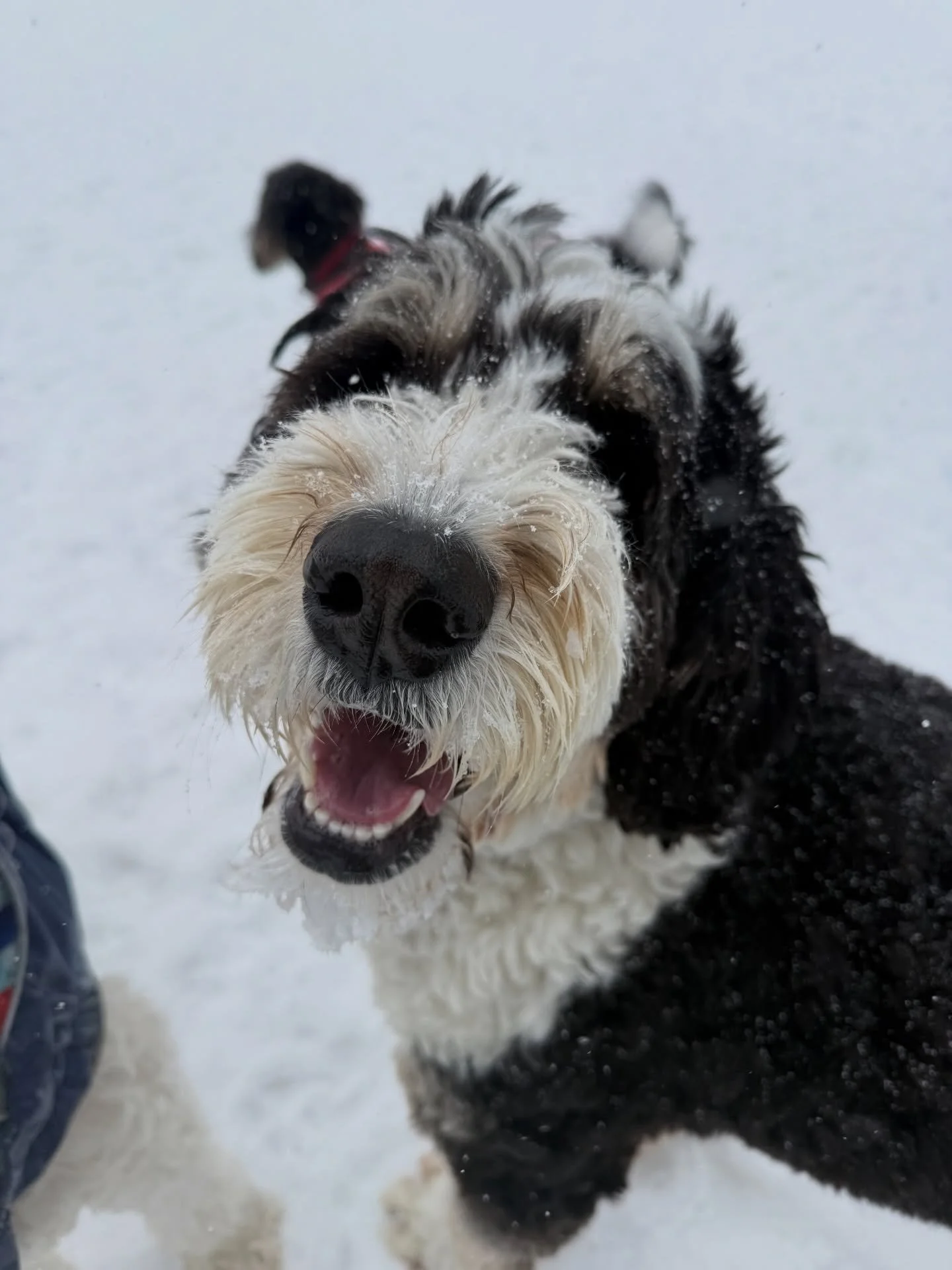 Snowy faces this afternoon at the park!!