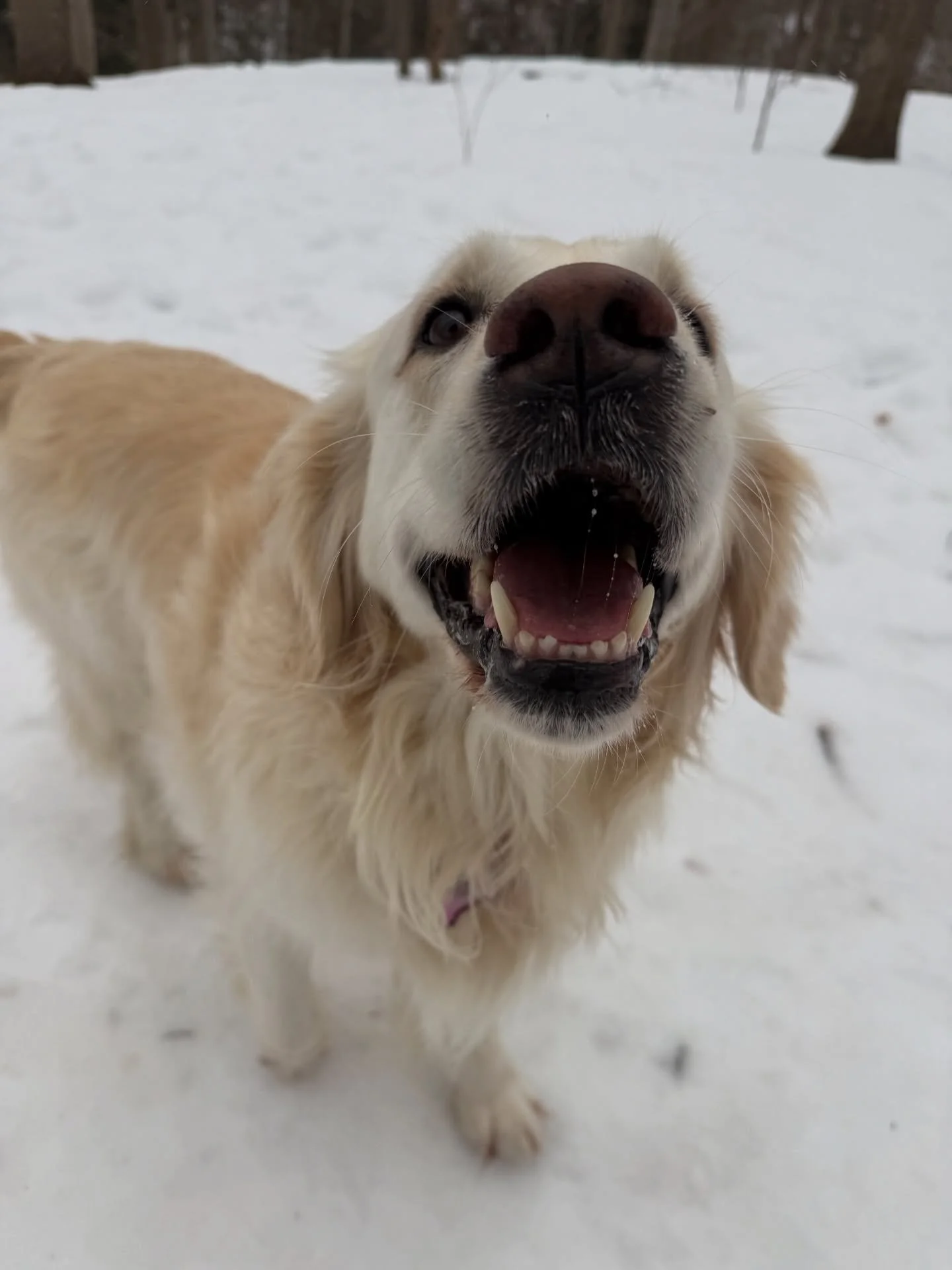 the calm before the snow/ice decided to hit❄️☃️🥶