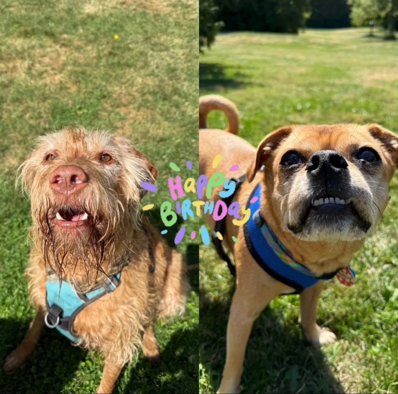 Happy birthday month to Phoebe Jean and Bentley!! Our February fur babies🥳🎊🎈