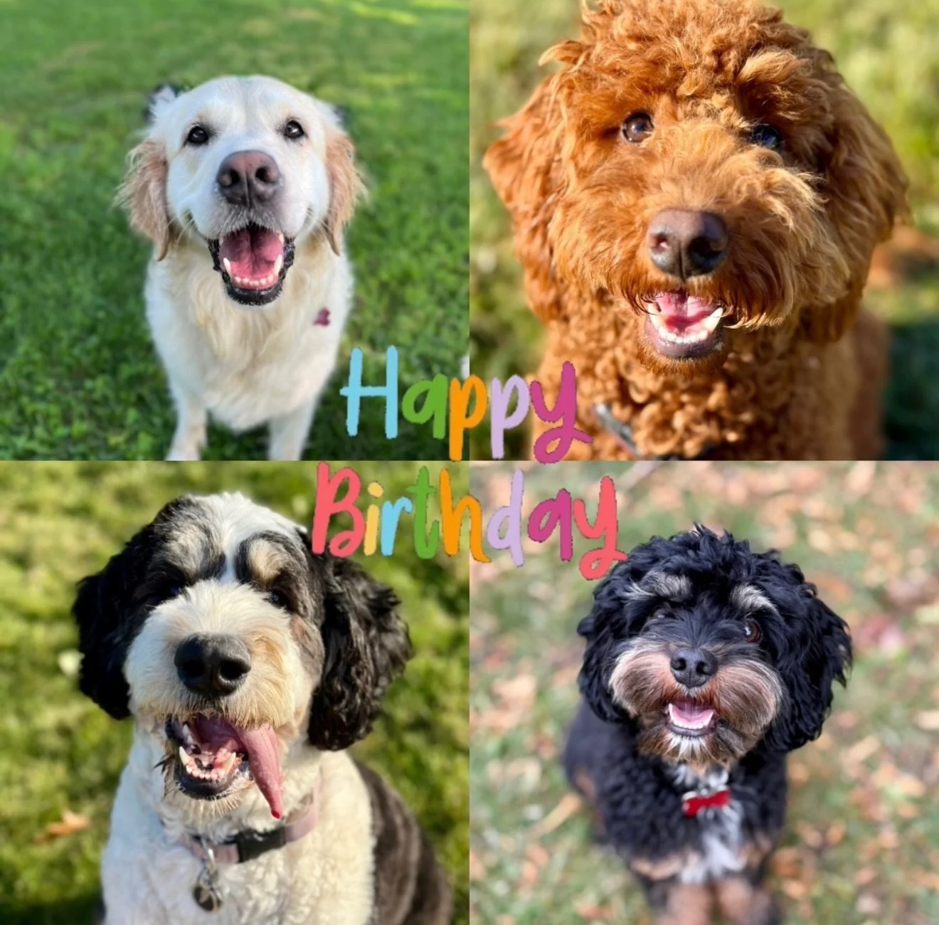 Lots of March birthdays to celebrate this month!!🥳 Happy birthday month to Lucy, Clifford, Storm and Ozzy!!