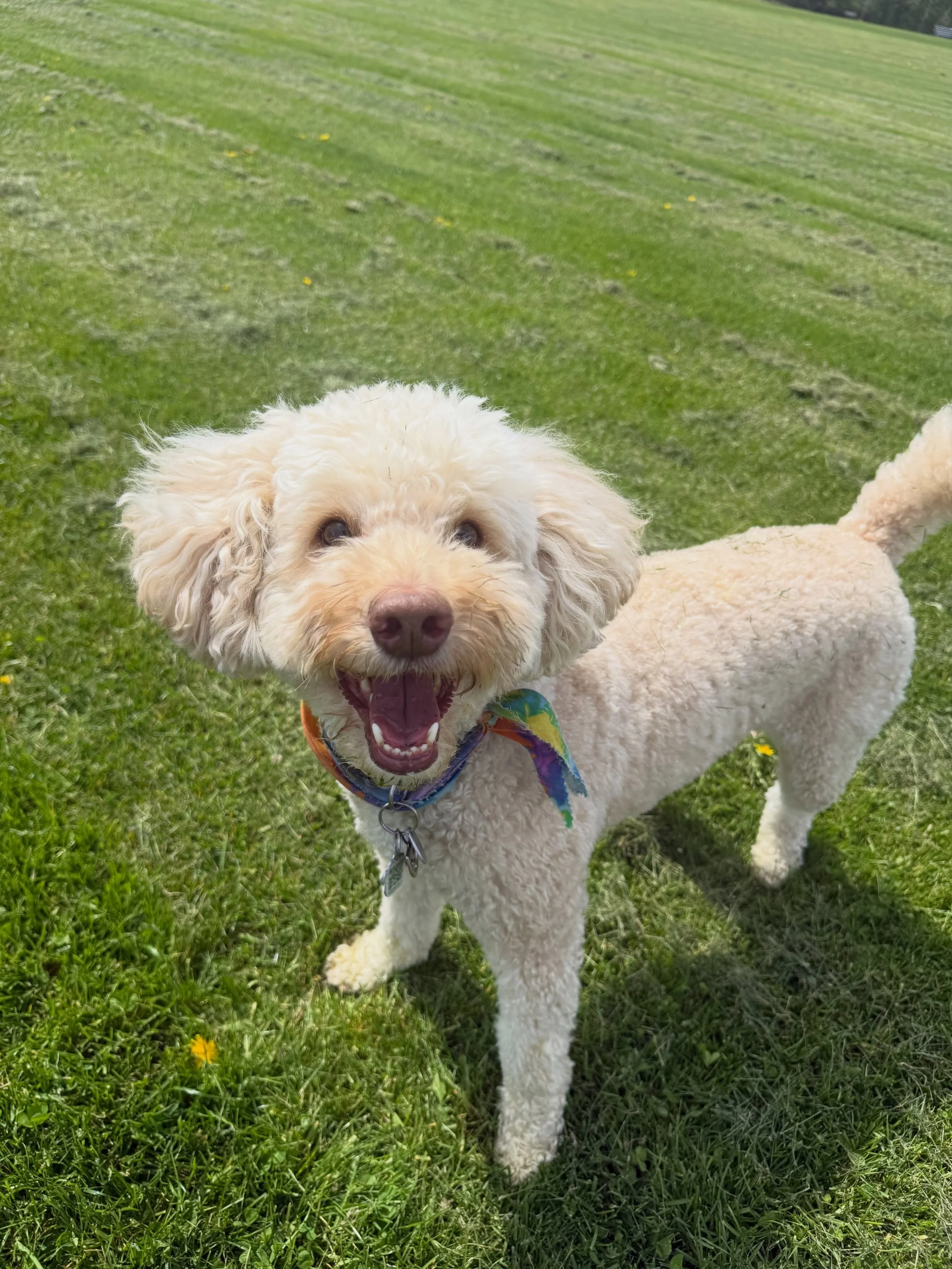 happy long weekend everyone!! Enjoy the beautiful weather☀️🐾