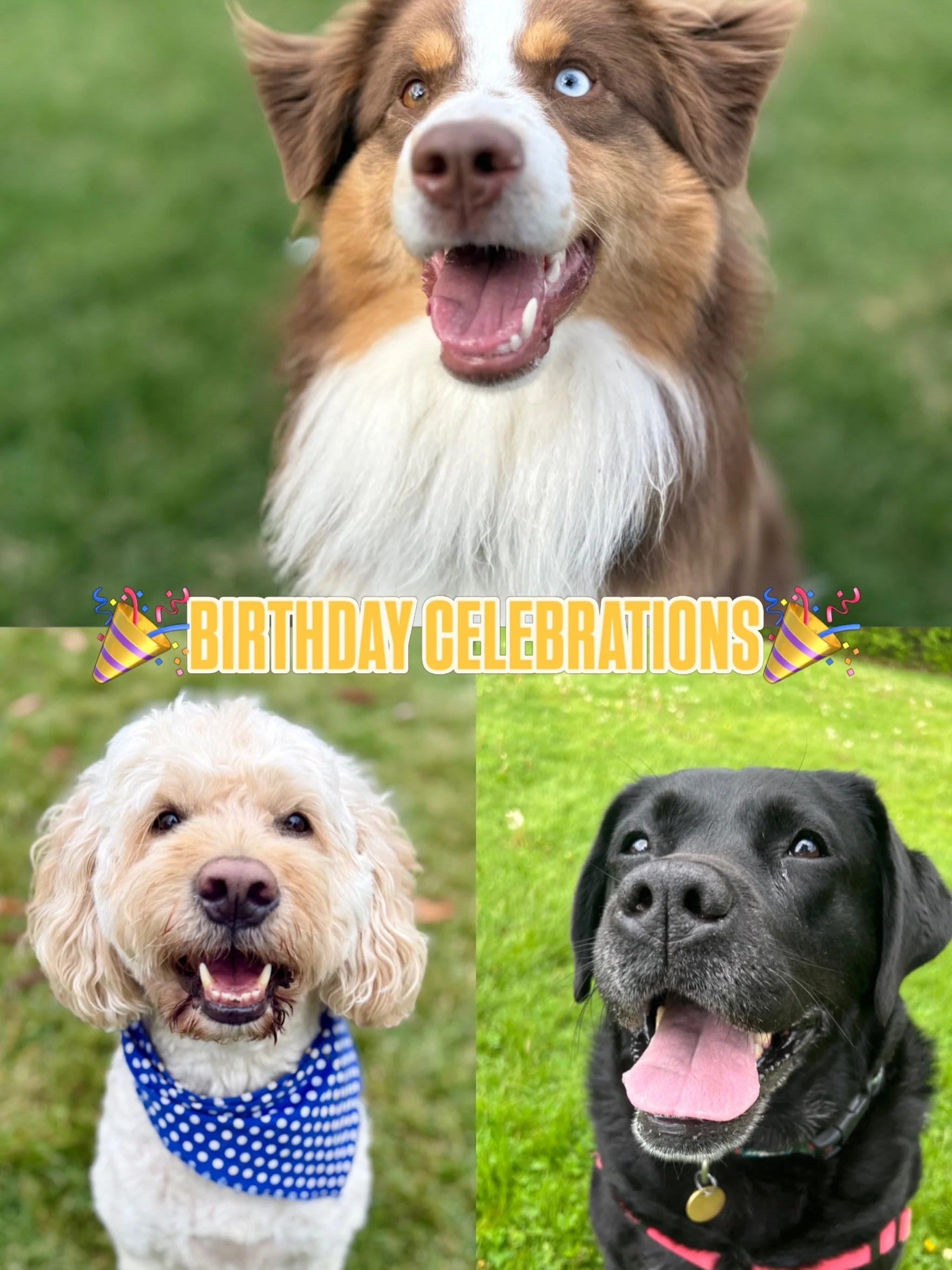 May birthdays!! Happy birthday month to Rudy, Riley and Phoebe🥳🥳