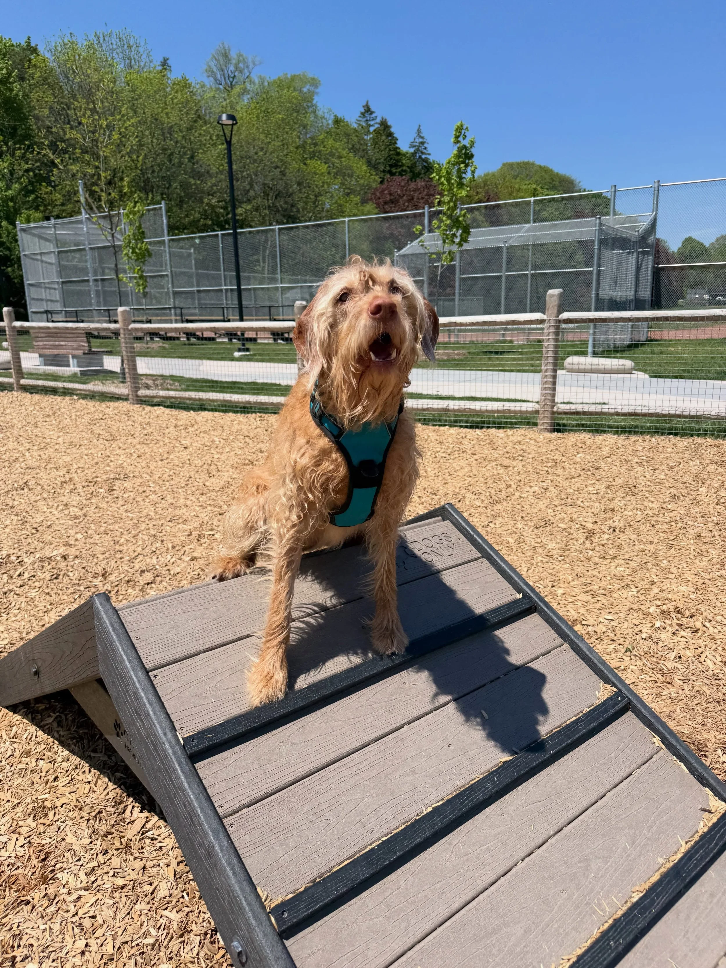 Queen of the park 👑