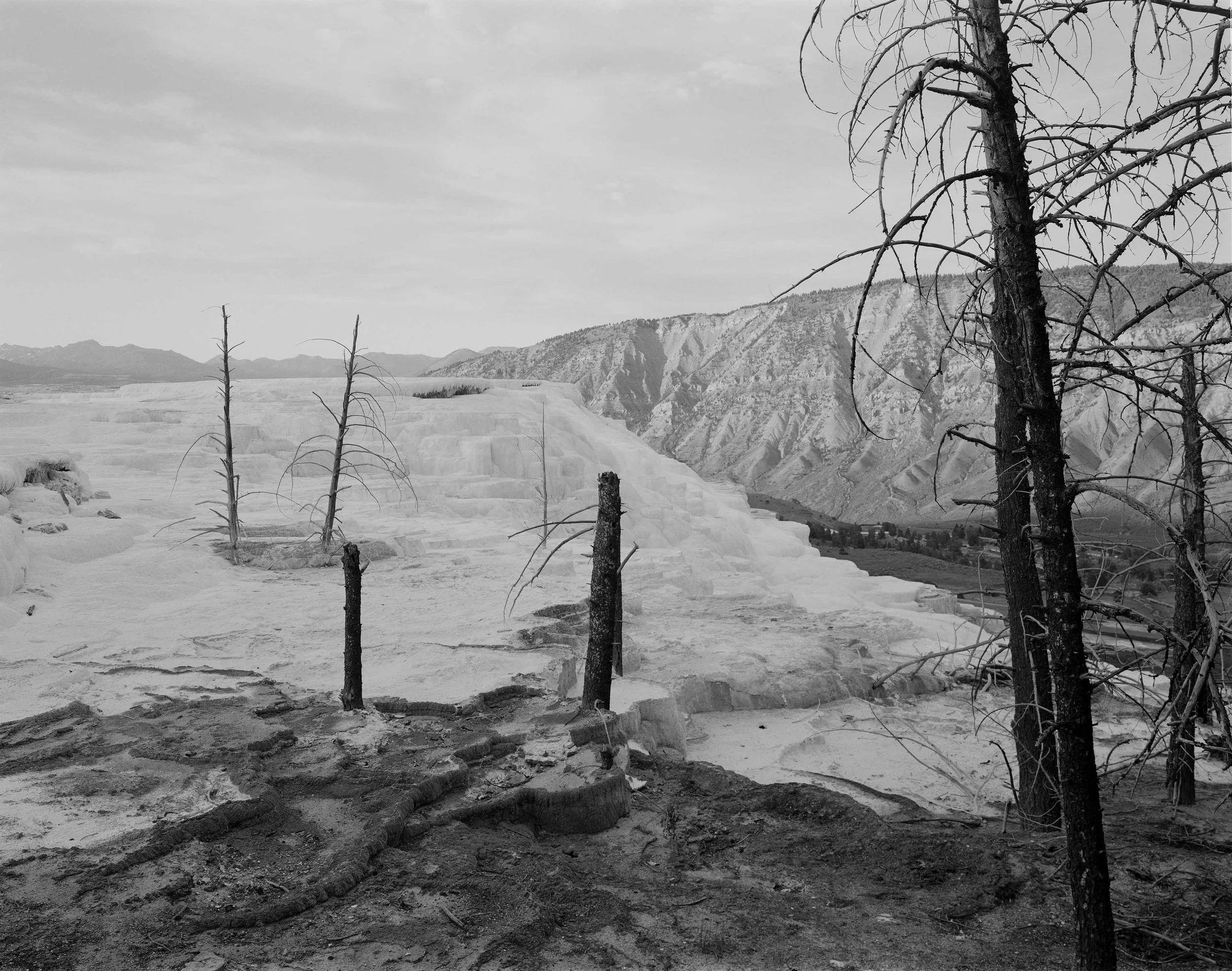 4x5-June-24-2024-YNP.mammoth upper terrace.2-small.jpg