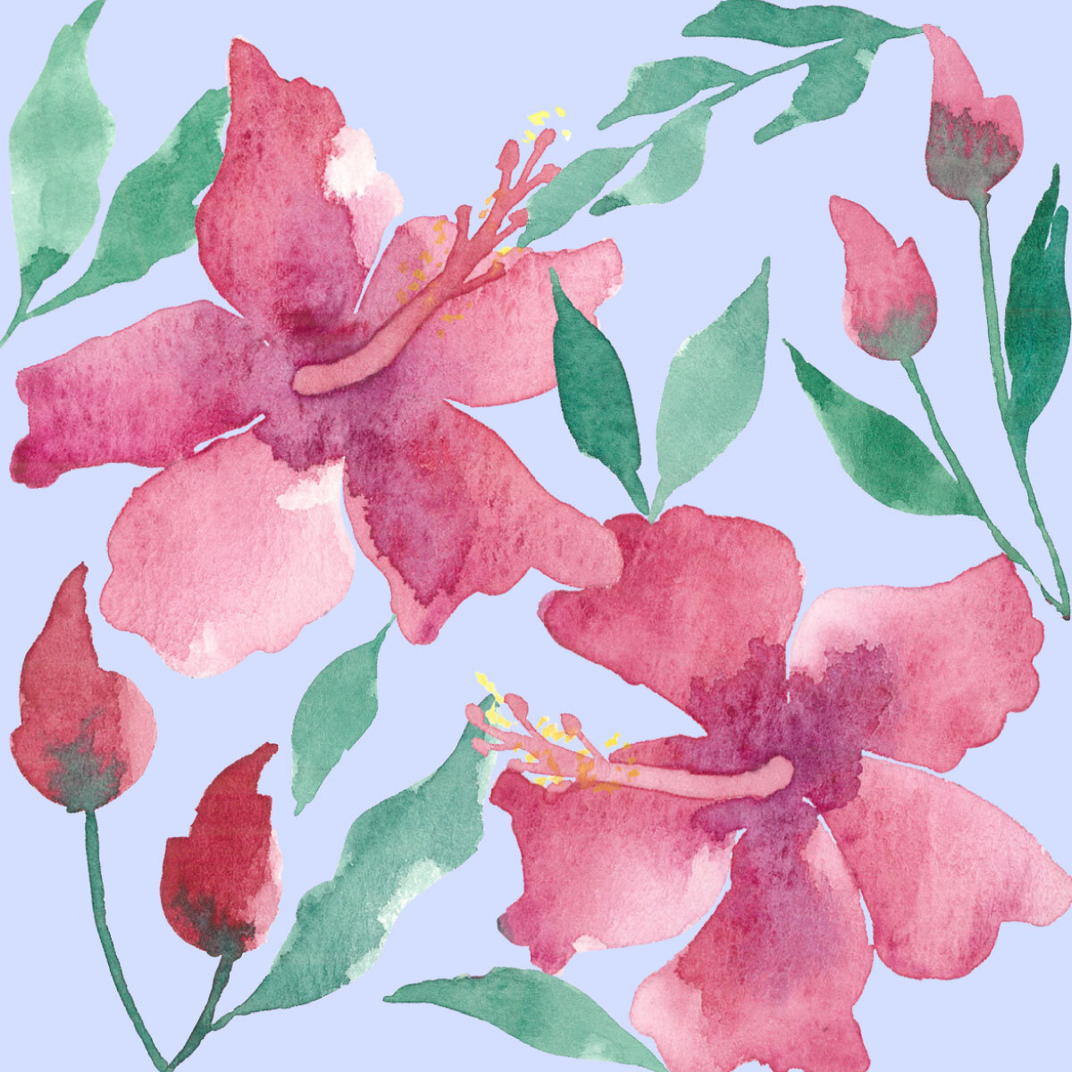 Hibiscus Illustration