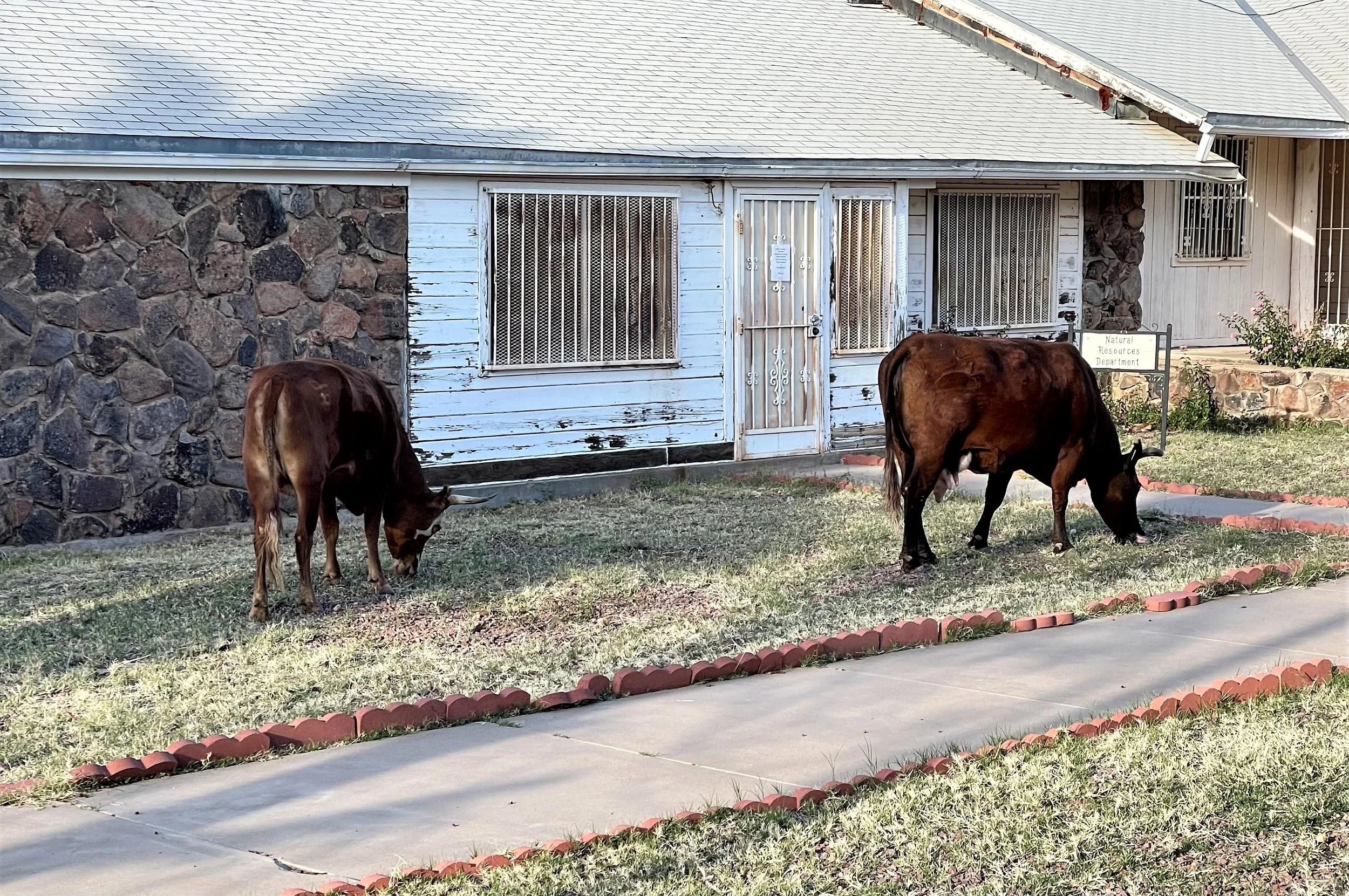 BIA Agency Cows - Sell, AZ, March 2022.JPG