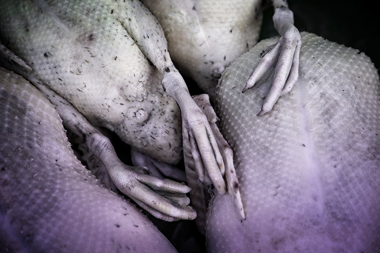 Chilly Fingers