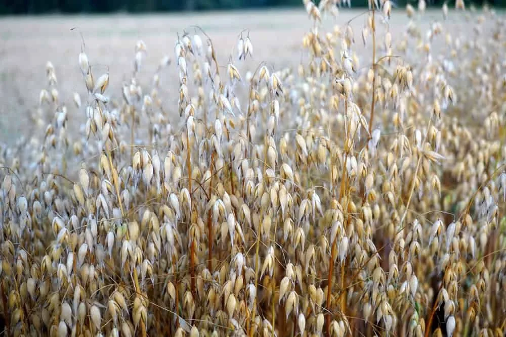 Oat plants being farmed