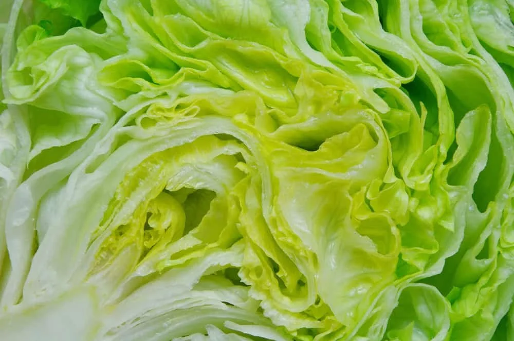 Leafy iceberg lettuce greens