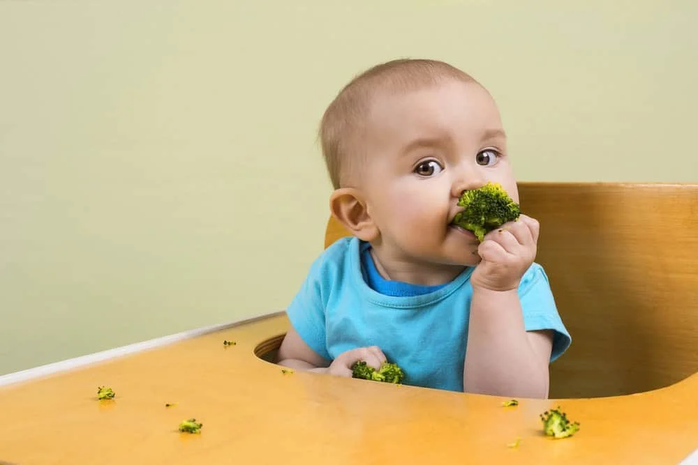 Infant boy munching on broccoli during baby-led weaning